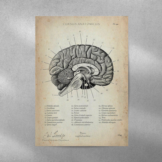 Human Brain Vintage Aesthetic Metal Poster - Aesthetic Phone Cases - Culltique